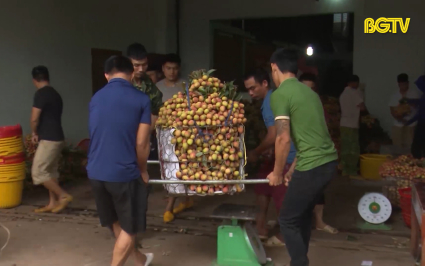 Gi&aacute; vải thiều ch&iacute;n sớm tăng cao về cuối vụ