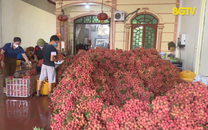 Gi&aacute; vải thiều tại Lục Ngạn tăng l&ecirc;n từng ng&agrave;y 