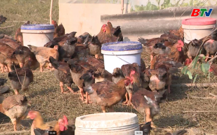 Giảm ngh&egrave;o bền vững: Đẩy mạnh chăn nu&ocirc;i g&agrave; &ndash; Hướng tho&aacute;t ngh&egrave;o bền vững