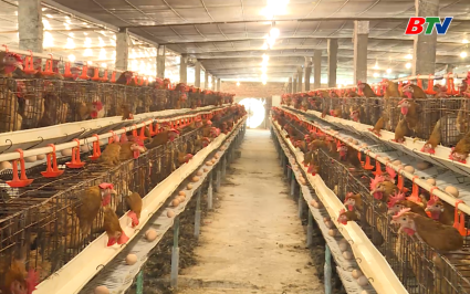 Giảm ngh&egrave;o bền vững: L&agrave;m gi&agrave;u từ m&ocirc; h&igrave;nh chăn nu&ocirc;i trang trại