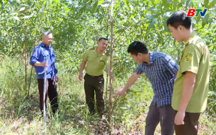 Giảm ngh&egrave;o bền vững: Tho&aacute;t ngh&egrave;o từ trồng rừng kinh tế