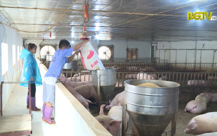 Gi&aacute;m s&aacute;t lưu h&agrave;nh mẫu dịch tả lợn Ch&acirc;u Phi