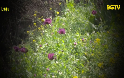 G&oacute;c nh&igrave;n thẳng: Cảnh b&aacute;o t&igrave;nh trạng trồng tr&aacute;i ph&eacute;p c&acirc;y c&oacute; chứa chất ma tu&yacute;