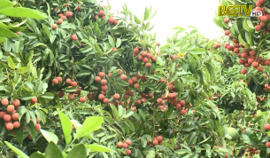 G&oacute;c nh&igrave;n thẳng: Phản b&aacute;c th&ocirc;ng tin d&ugrave;ng h&oacute;a chất bảo quản Vải thiều