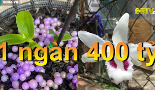 G&oacute;c nh&igrave;n thẳng: Lan đột biến - Gi&aacute; trị thật hay chỉ l&agrave; chi&ecirc;u tr&ograve;?