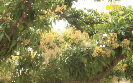 G&oacute;c nh&igrave;n thẳng: Thu mua Vải thiều non - Người d&acirc;n cần cảnh gi&aacute;c