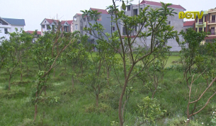 G&oacute;c nh&igrave;n thẳng: Trồng c&acirc;y l&acirc;u năm tr&ecirc;n đất n&ocirc;ng nghiệp