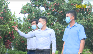 HĐND với cử tri: Bắc Giang đẩy mạnh sản xuất vải thiều an to&agrave;n dịch bệnh
