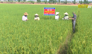 HĐND với cử tri: Vấn đề khảo nghiệm chất lượng giống