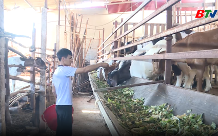 M&ocirc; h&igrave;nh nu&ocirc;i d&ecirc; gi&uacute;p d&acirc;n xo&aacute; đ&oacute;i giảm ngh&egrave;o