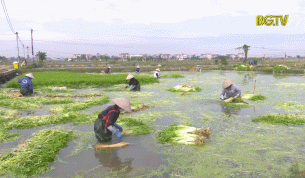 Hiệp H&ograve;a ch&uacute; trọng n&acirc;ng cao chất lượng sản phẩm rau cần