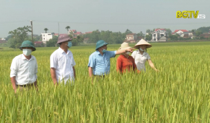 Hiệu quả canh t&aacute;c l&uacute;a th&acirc;n thiện với m&ocirc;i trường