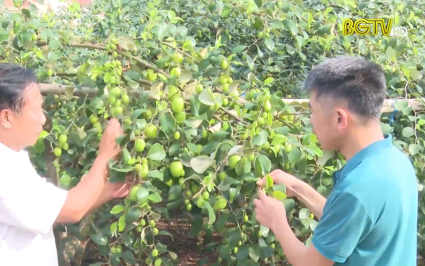Hiệu quả chi, tổ hội n&ocirc;ng d&acirc;n nghề nghiệp 