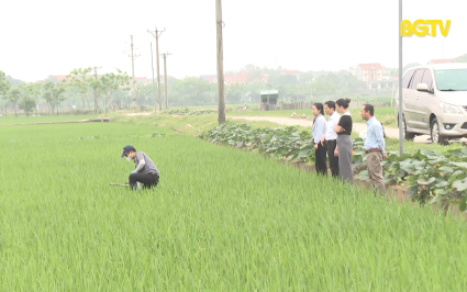 Triển khai hiệu quả đề &aacute;n canh t&aacute;c l&uacute;a th&acirc;n thiện với m&ocirc;i trường 