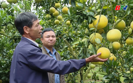 Tạp ch&iacute; N&ocirc;ng nghiệp v&agrave; M&ocirc;i trường: Hiệu quả giải ph&aacute;p cho cam canh ra quả h&agrave;ng năm