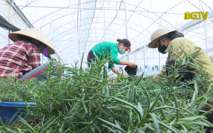 Hiệu quả kinh tế cao từ trồng c&acirc;y dược liệu