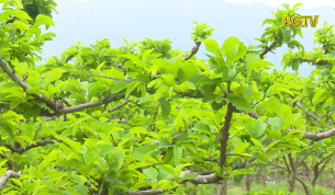 Hiệu quả kinh tế từ c&acirc;y Na