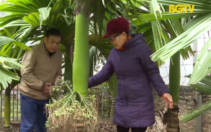 Hiệu quả m&ocirc; h&igrave;nh trồng cau tứ qu&yacute;