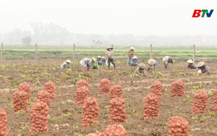 Hiệu quả m&ocirc; h&igrave;nh trồng khoai t&acirc;y ứng dụng c&ocirc;ng nghệ cao kết hợp bao ti&ecirc;u sản phẩm
