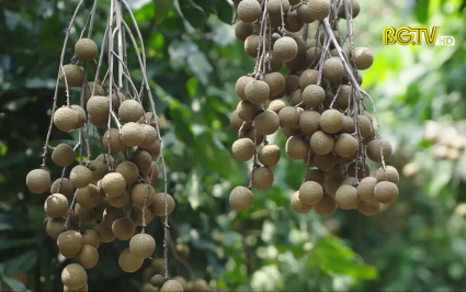 Hiệu quả trồng nh&atilde;n ch&iacute;n muộn tại Y&ecirc;n Thế