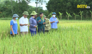 Hiệu quả từ m&ocirc; h&igrave;nh c&aacute;nh đồng một giống