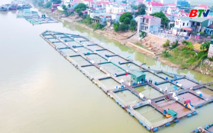 Hiệu quả từ m&ocirc; h&igrave;nh nu&ocirc;i c&aacute; lồng tr&ecirc;n s&ocirc;ng