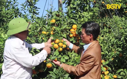Hiệu quả từ phương ph&aacute;p gh&eacute;p cam ngọt tr&ecirc;n th&acirc;n c&acirc;y bưởi 