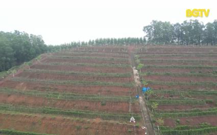 H&igrave;nh th&agrave;nh v&ugrave;ng sản xuất c&acirc;y dược liệu chất lượng cao 