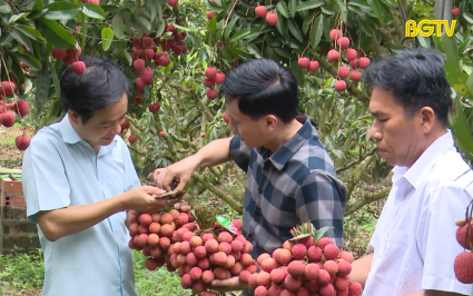 Hỗ trợ kinh ph&iacute; cho sản phẩm vải thiều Lục Ngạn Hồng Xu&acirc;n đạt &ldquo;Ti&ecirc;u chuẩn OCOP 5 sao&rdquo;