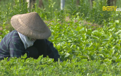 Hơn 13.300 ha rau c&aacute;c loại phục vụ ti&ecirc;u d&ugrave;ng dịp cuối năm