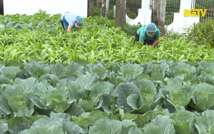 Hơn 80% trường mầm non c&oacute; vườn rau sạch cho b&eacute;