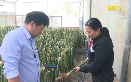 Hợp t&aacute;c x&atilde; kiểu mới n&acirc;ng cao thu nhập cho người d&acirc;n 