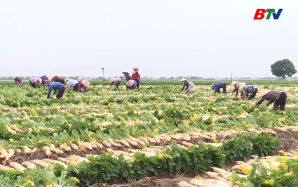 HTX Mỹ Linh v&agrave; h&agrave;nh tr&igrave;nh đưa n&ocirc;ng sản xuất khẩu 