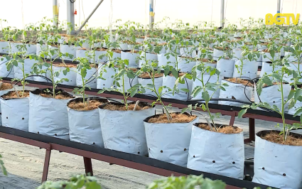 HTX rau sạch Y&ecirc;n Dũng hồi sinh sau b&atilde;o 