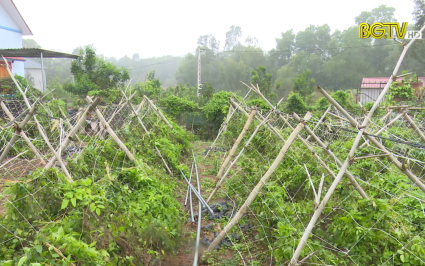 Hướng dẫn trồng S&acirc;m Nam n&uacute;i D&agrave;nh hiệu quả