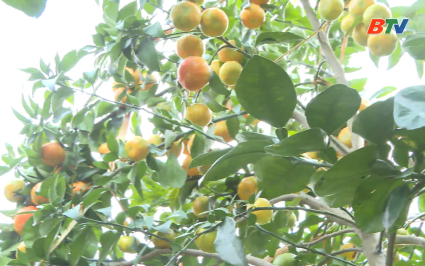 Hướng đến một nền n&ocirc;ng nghiệp sạch, chất lượng cao