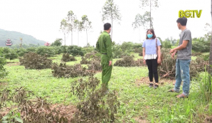 Kẻ xấu chặt ph&aacute; vườn vải tại Lục Nam
