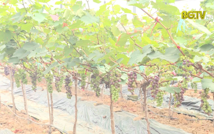 KH&CN: Hiệu quả bước đầu từ m&ocirc; h&igrave;nh trồng thử nghiệm một số c&acirc;y trồng mới
