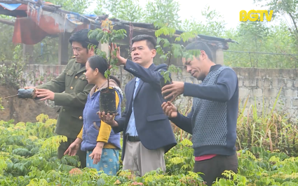 KH&CN: Nghi&ecirc;n cứu bảo tồn nguồn gen lo&agrave;i lim xanh