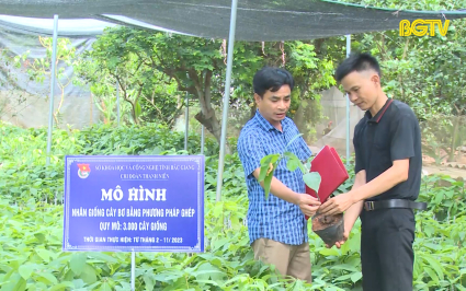 KH&CN: Nh&acirc;n giống bơ bằng phương ph&aacute;p gh&eacute;p tại Lục Nam