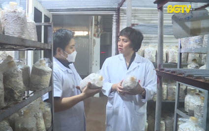 KH&CN: X&acirc;y dựng m&ocirc; h&igrave;nh bảo quản v&agrave; chế biến 1 số sản phẩm từ nấm ăn theo chuỗi gi&aacute; trị tr&ecirc;n địa b&agrave;n tỉnh Bắc Giang