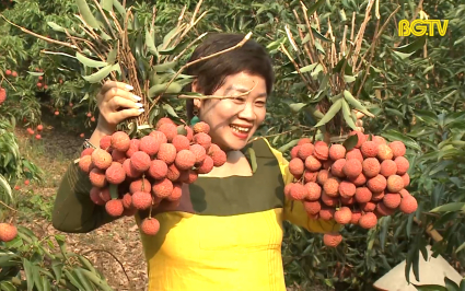 Khai mạc chương tr&igrave;nh du lịch Lục Ngạn m&ugrave;a vải ch&iacute;n năm 2023