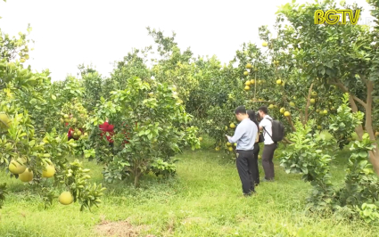 Chương tr&igrave;nh du lịch "Về miền quả ngọt Lục Ngạn năm 2022" 