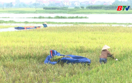 Khẩn trương thu hoạch l&uacute;a, m&agrave;u với phương ch&acirc;m &ldquo;Xanh nh&agrave; hơn gi&agrave; đồng&rdquo;