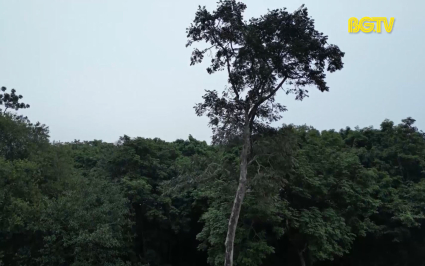 KHCN: Nghi&ecirc;n cứu trồng thử nghiệm c&acirc;y Thanh Thất