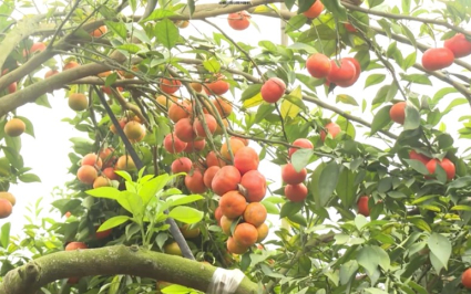 Khởi sắc v&ugrave;ng c&acirc;y ăn quả