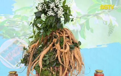 Khơi th&ocirc;ng mở rộng thị trường ti&ecirc;u thụ S&acirc;m Nam n&uacute;i D&agrave;nh 