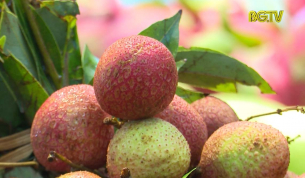 Khơi th&ocirc;ng thị trường ti&ecirc;u thụ Vải thiều