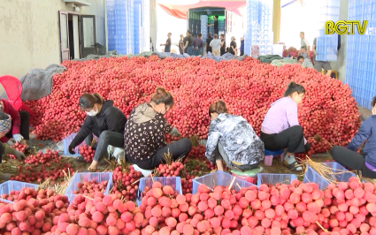 Kh&ocirc;ng c&oacute; chuyện vải thiều Lục Ngạn gi&aacute; 5000 đồng/kg