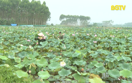 Kh&ocirc;ng để đất hoang 